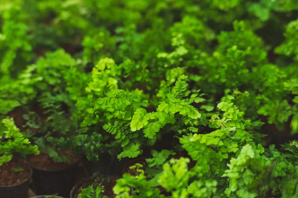 stock image Natural green fern pattern. Fern leaf background. Close up of a fern in a greenhouse.