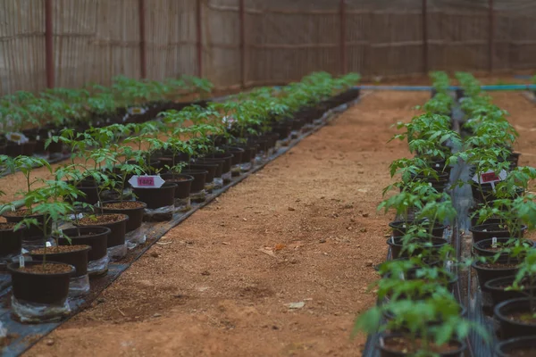 温室内のポットにトマトの苗の列 トマトの苗はプラスチック容器で栽培され 植物保育園で商業目的で飼育されています — ストック写真