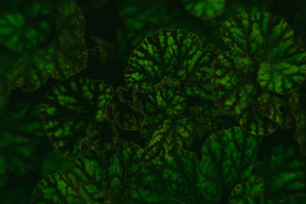 Perfektes Natürliches Grünes Blattmuster Hintergrund Exotischer Dunkelgrüner Tropischer Blätter Die — Stockfoto