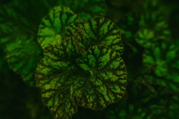 Perfektes Natürliches Grünes Blattmuster Hintergrund Exotischer Dunkelgrüner Tropischer Blätter Die — Stockfoto