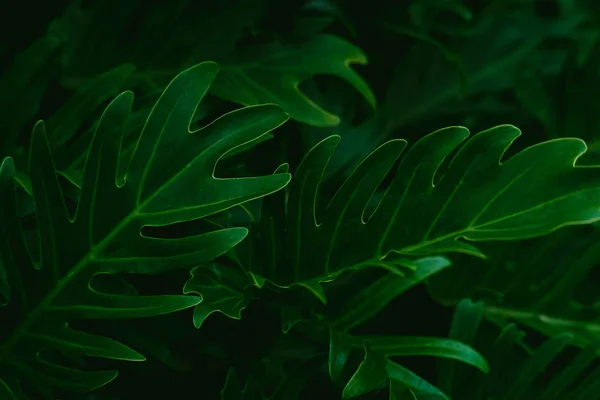 Ідеальний Натуральний Зелений Візерунок Листя Тло Екзотичних Темно Зелених Тропічних Стокове Зображення