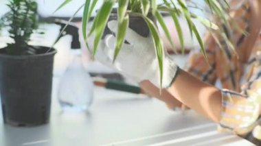 Kapalı alandaki saksı bitkileriyle ilgilenmek için eldiven giyen genç bayan bahçıvana yakın durun. Sahibi küçük işletme serası kurdu.