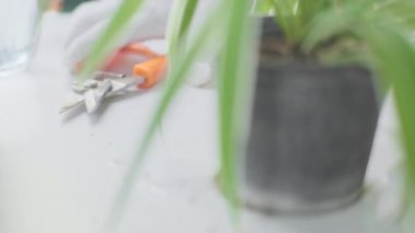 Genç bayan bahçıvan, budama makinesiyle ev bitkilerini buduyor. Kapalı alandaki saksı bitkileriyle ilgilenen eldivenli kadın ellerinin yakın çekimi. Sahibi küçük işletme serası kurdu.