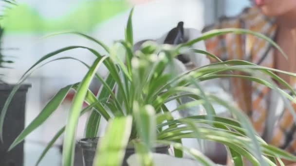 Mujer Joven Jardinero Usando Niebla Spray Para Regar Las Plantas — Vídeo de stock