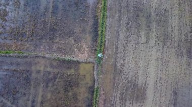 Gün batımında tarlalarda çalışan Asyalı çiftçi kimyasallar veya gübreler püskürtüyor.