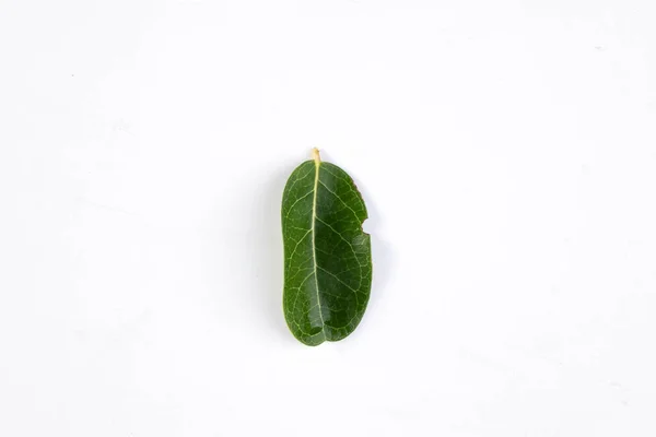 Ένα Πράσινο Φύλλο Τροπικού Δέντρου Απομονωμένο Λευκό Φόντο — Φωτογραφία Αρχείου
