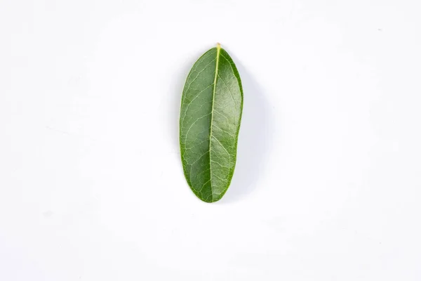 One Green Leaf Tropical Tree Isolated White Background — Stock Photo, Image