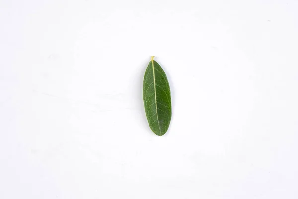 Jeden Zielony Liść Tropikalnego Drzewa Odizolowanego Białym Tle — Zdjęcie stockowe