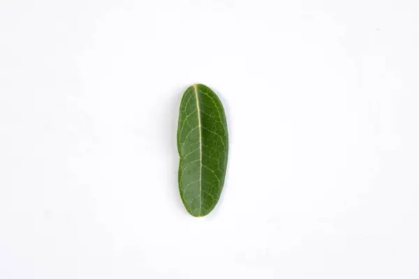 Jeden Zielony Liść Tropikalnego Drzewa Odizolowanego Białym Tle — Zdjęcie stockowe