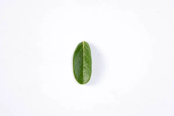 Ein Grünes Blatt Eines Tropischen Baumes Isoliert Auf Weißem Hintergrund — Stockfoto