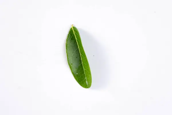 Ein Grünes Blatt Eines Tropischen Baumes Isoliert Auf Weißem Hintergrund — Stockfoto