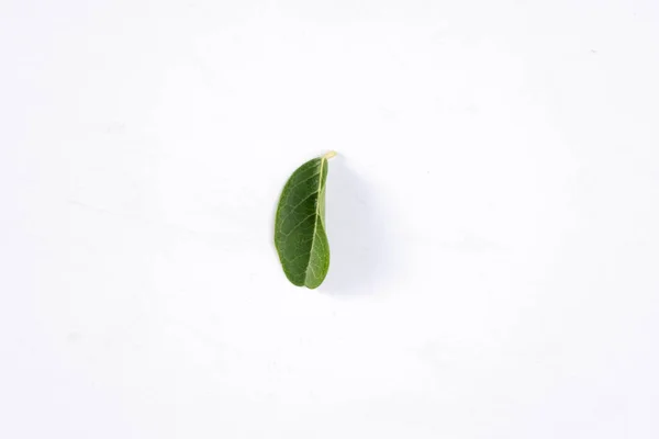 One Green Leaf Tropical Tree Isolated White Background — Stock Photo, Image