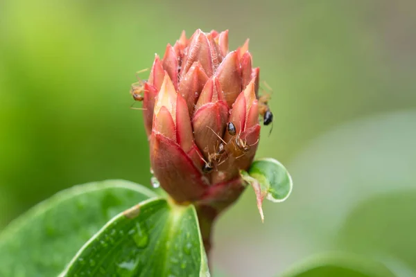 Közelkép Fekete Hangyák Sétáló Eszik Piros Gyümölcs Virág Mag — Stock Fotó