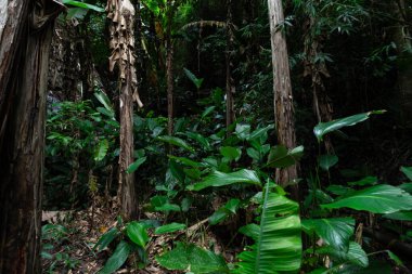 Doğa yolu boyunca yağmur ormanlarındaki yemyeşil ağaçlar. Doğanın huzurlu ve huzurlu manzarası..