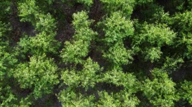 Tayland 'daki okaliptüs tarlasının havadan görünüşü. En iyi tarım alanları ya da açık alandaki tarım arazisi manzarası. Tarım işi. Doğal manzara arka planı.