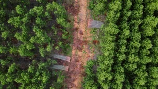 泰国桉树人工林的空中景观 室外苗圃的耕地面积或农业用地概览 栽培业务 自然景观背景 — 图库视频影像