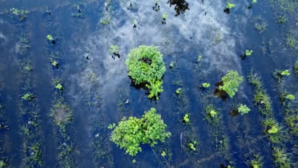 タイ北部の果樹園で木が氾濫した タイのランプーンでの洪水シーズンの間のマンゴーの果樹園の航空写真 地球温暖化の影響 — ストック動画