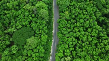Ormanın ortasındaki bir yolun havadan görünüşü. Ormanda asfalt yolu manzaralı bir araba macerası. Sağlıklı çevre seyahati.