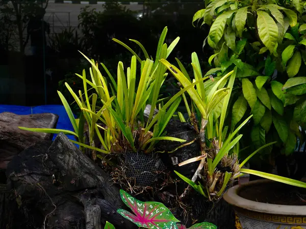 stock image Leaves of orchids in pots, planted for home decoration.