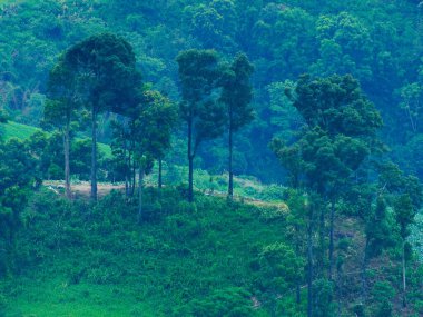 Yay tepelerine doğru giden dolambaçlı kır yolu, Spring Mountain Yolu.