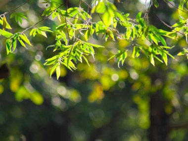 Yazın bahçedeki yeşil yaprakların doğası. Doğal yeşil bitkiler ve bahar güneşi. Yeşil duvar kağıdı veya bahar arkaplanı