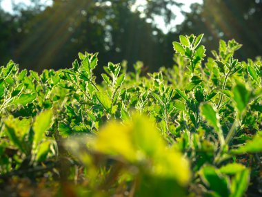 Yazın bahçedeki yeşil yaprakların doğası. Doğal yeşil bitkiler ve bahar güneşi. Yeşil duvar kağıdı veya bahar arkaplanı