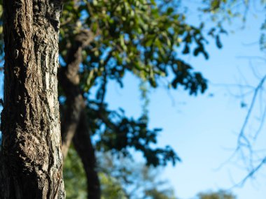 Gün ışığı ormandaki uzun yeşil ağaçların arasından güzel bir şekilde parlar. Sıcak bir sabahta ağaçlarla çevrili güzel bir bahar manzarası. Doğa arkaplanı