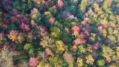 Sonbaharda rengarenk ormanlı güzel dağ manzarası. Tayland 'daki tropik dağ ormanlarının sonbahar renkleri.