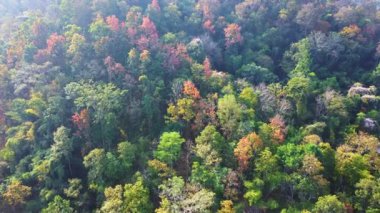 Sonbaharda rengarenk ormanlı güzel dağ manzarası. Tayland 'daki tropik dağ ormanlarının sonbahar renkleri.