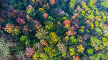 Sonbaharda rengarenk ormanlı güzel dağ manzarası. Tayland 'daki tropik dağ ormanlarının sonbahar renkleri.