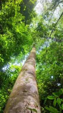 Büyük ağaçlı tropik yağmur ormanı. Tayland 'ın ulusal parkında yeşil tropikal orman.