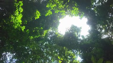 Tropikal ormanın altından canlı yeşil yaprakların ve büyük ağaçların nefes kesici manzarası..
