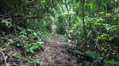 Tropikal ormanın altından canlı yeşil yaprakların ve büyük ağaçların nefes kesici manzarası..