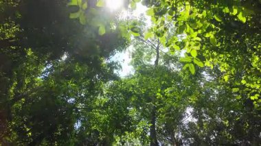 Tropikal ormanın altından canlı yeşil yaprakların ve büyük ağaçların nefes kesici manzarası..