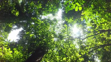 Tropikal ormanın altından canlı yeşil yaprakların ve büyük ağaçların nefes kesici manzarası..