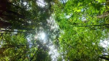 Tropikal ormanın altından canlı yeşil yaprakların ve büyük ağaçların nefes kesici manzarası..