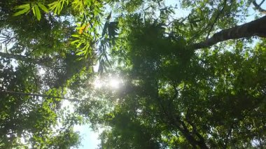 Tropikal ormanın altından canlı yeşil yaprakların ve büyük ağaçların nefes kesici manzarası..