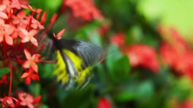 Parktaki kelebek. Bahçedeki güzel kelebekler ve çiçekler.