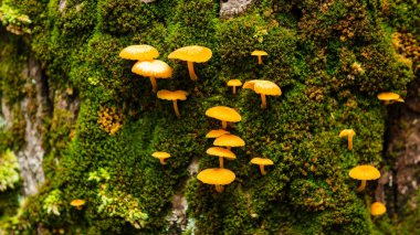 Tayland ormanında mantarlı ve yosunlu yaşlı bir ağaç. Asya 'daki bir dağ ormanındaki ağaçlarda yeşil yosun..