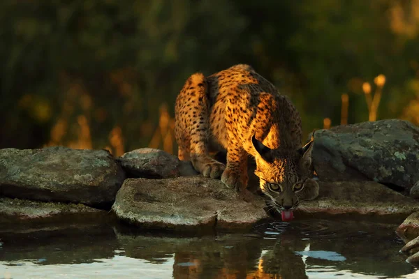 베리아 스라소니 Lynx Pardinus 구멍에 스라소니입니다 이베리아 스라소니는 연못에서 마시고 — 스톡 사진