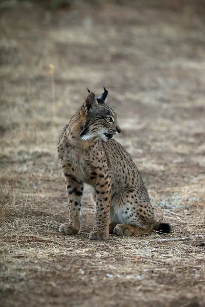 Ber Vaşağı Lynx Pardinus Sarı Çimenlerdeki Genç Vaşak Sonbahar Manzarasında — Stok fotoğraf