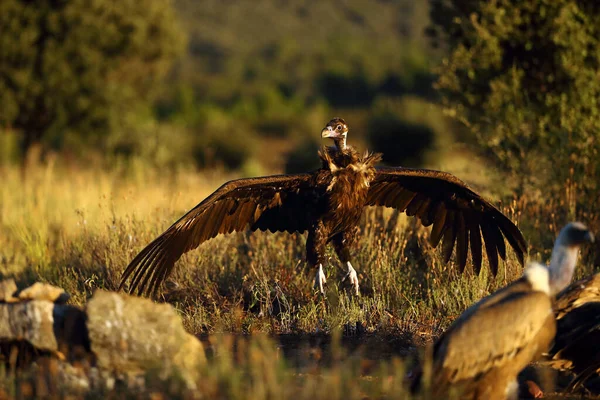 독수리 Aegypius Monachus 독수리 Black Vulture 유라시아검은 독수리 Eurasian Black — 스톡 사진