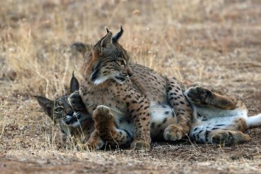 İber vaşağı (Lynx pardinus), sarı çimenlerde oynayan iki genç vaşak. Sonbahar manzarasında genç İber vaşağı.