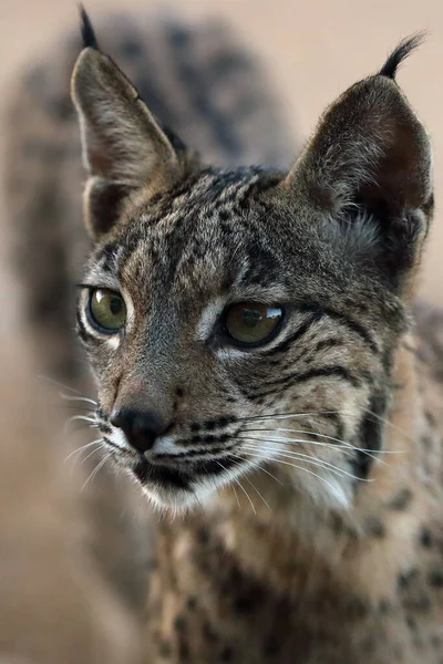 Ibériai Hiúz Lynx Pardinus Egy Fiatal Macska Portréja Naplemente Után — Stock Fotó