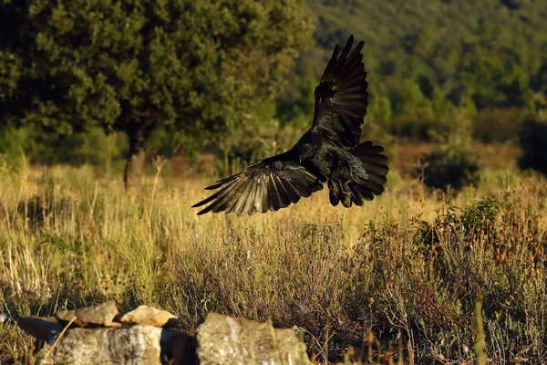 Közönséges Holló Corvus Corax Más Néven Északi Holló Megérkezik Táptalajra — Stock Fotó