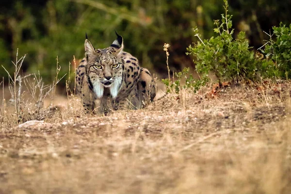 Ibériai Hiúz Lynx Pardinus Egy Felnőtt Nőstény Leselkedik Prédára Szemtől — Stock Fotó