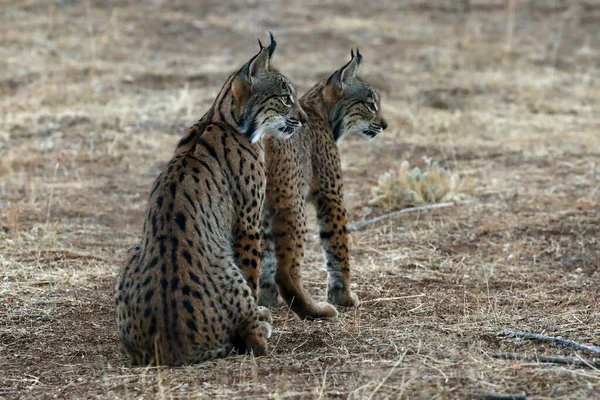 Lince Iberica Lynx Pardinus Ritratto Due Giovani Gatti Dopo Tramonto — Foto Stock