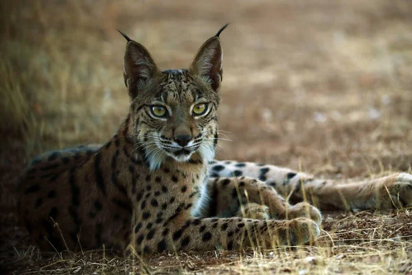 Lince Ibérico Lynx Pardinus Retrato Gato Joven Atardecer —  Fotos de Stock