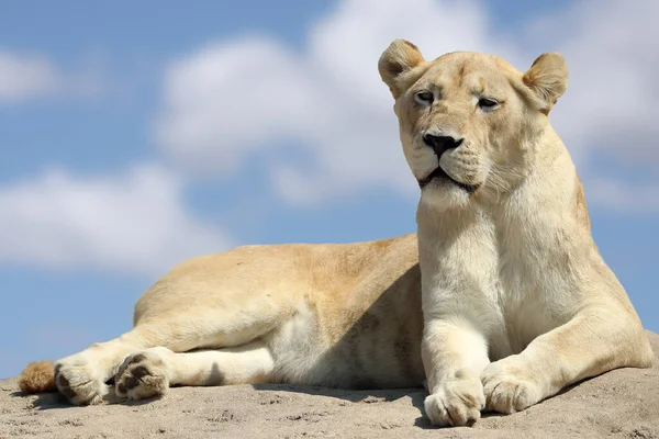 Panthera Leo 是狮子的一种罕见的颜色变异 尤其是在南部非洲狮子 蓝色背景岩石上的母狮肖像和云彩 — 图库照片