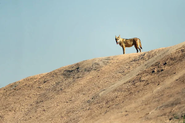 Arabski Wilk Canis Lupus Arabs Stojący Wysokiej Wydmie Błękitnym Niebem — Zdjęcie stockowe